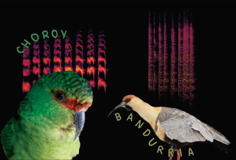 Espectrogramas de aves locales: Choroy y Bandurria, con la visualización de sus cantos